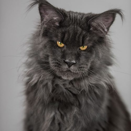 Mountain Crest Maine Coons – Utah Maine Coon Breeder