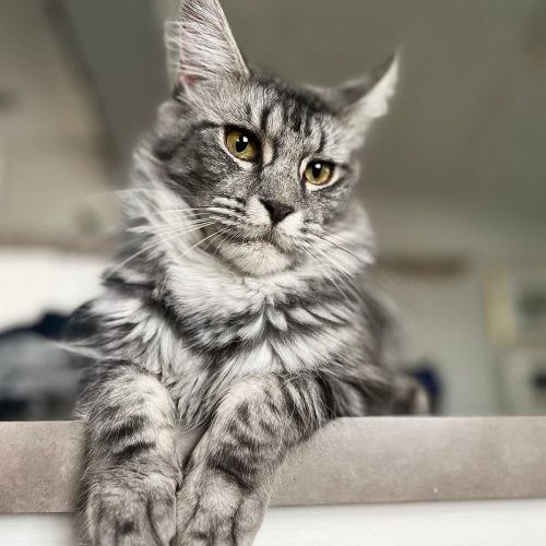 Mountain Crest Maine Coons – Utah Maine Coon Breeder