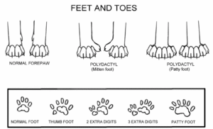 About Polydactyl Maine Coons