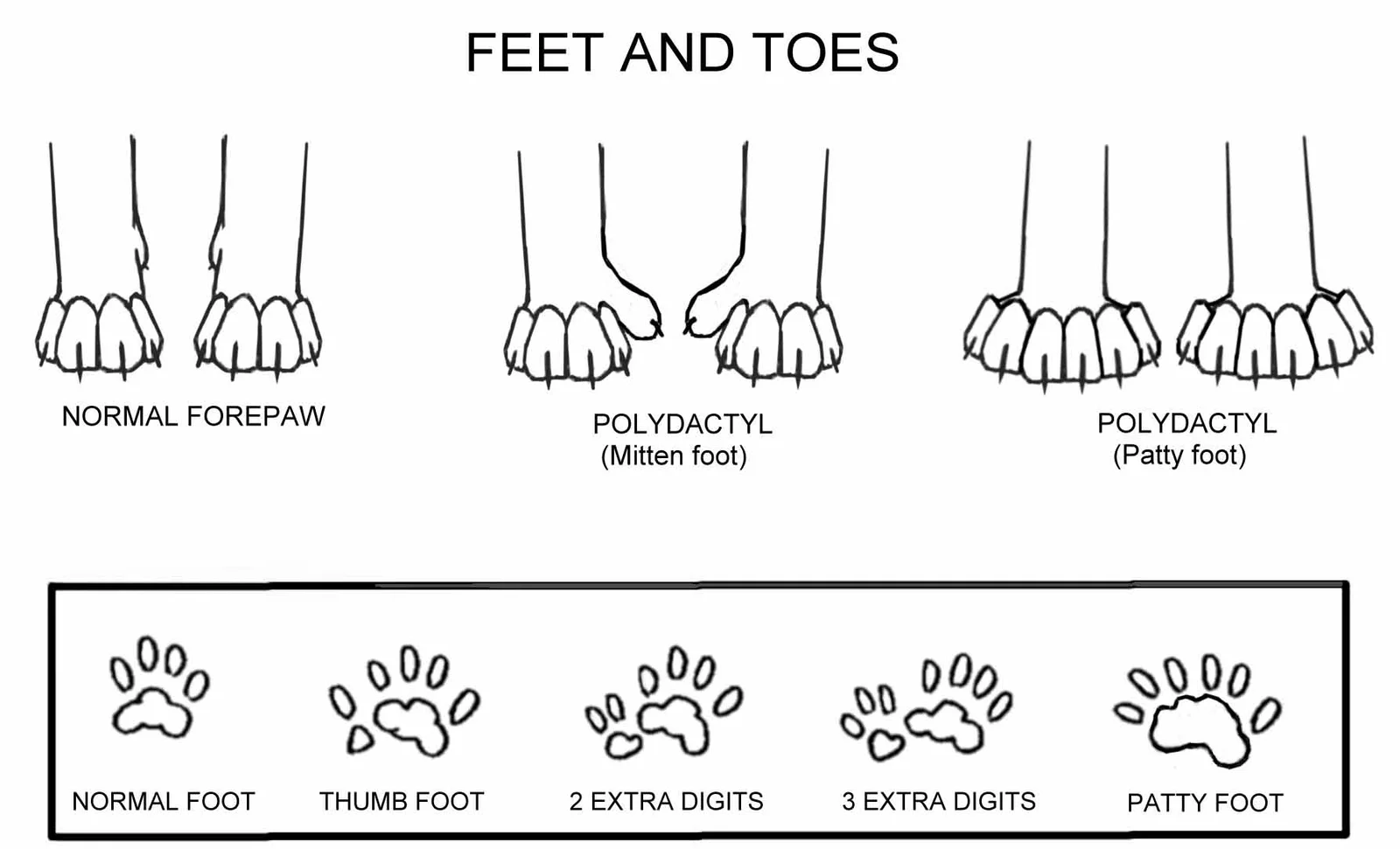 You are currently viewing About Polydactyl Maine Coons