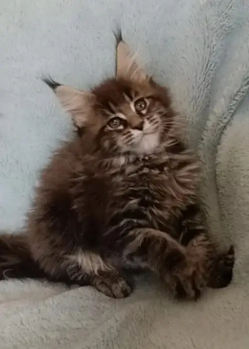 6 weeks old