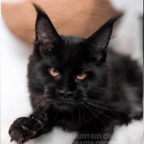 5 Months