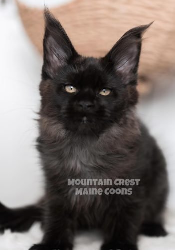Heihei 11 weeks