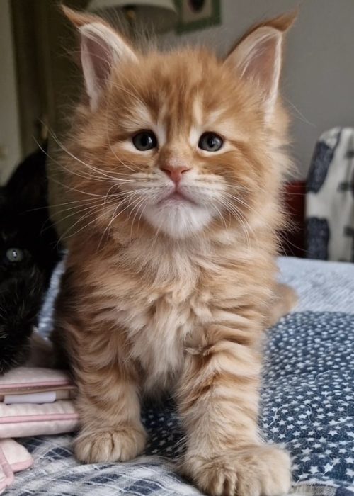 4 Weeks