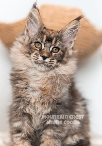 Clara 11 weeks