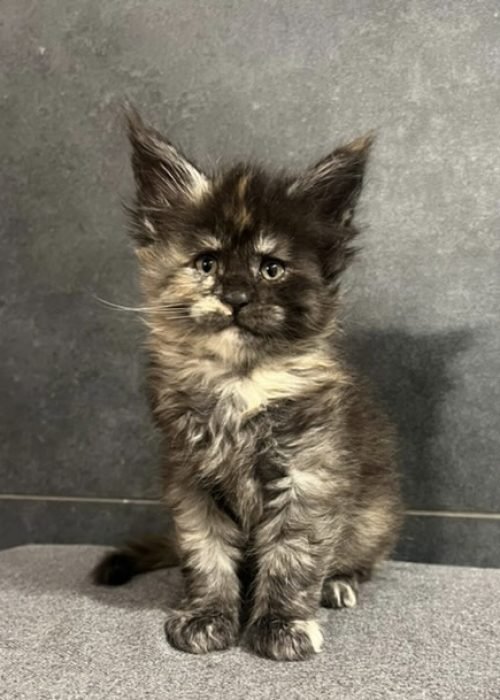 8 Weeks