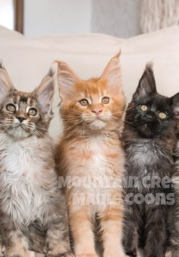 Litter C at 12 weeks old