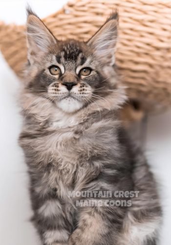 Fowler 11 weeks