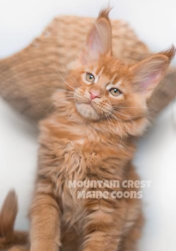 Panchito 11 weeks