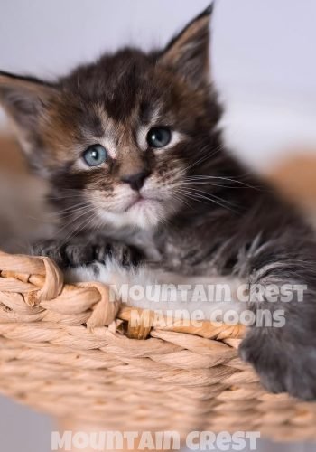 Fowler around 4 weeks old