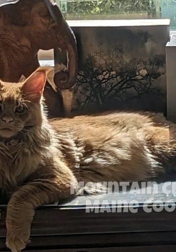 Panchito 12m