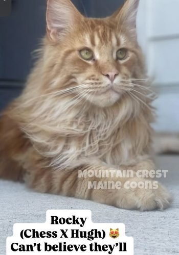 Rocky 2 years old