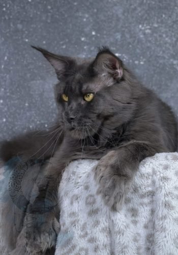Henri