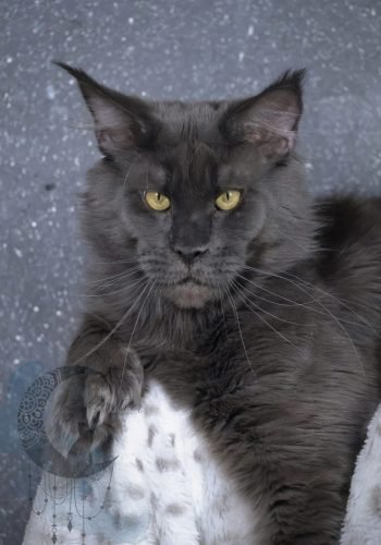 Henri (Dad of this litter)