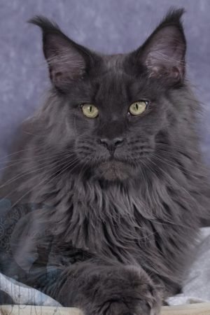 Henri (Dad of litter W) Cole Bred Maine Coons