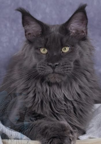 Henri (Dad of litter W) Cole Bred Maine Coons