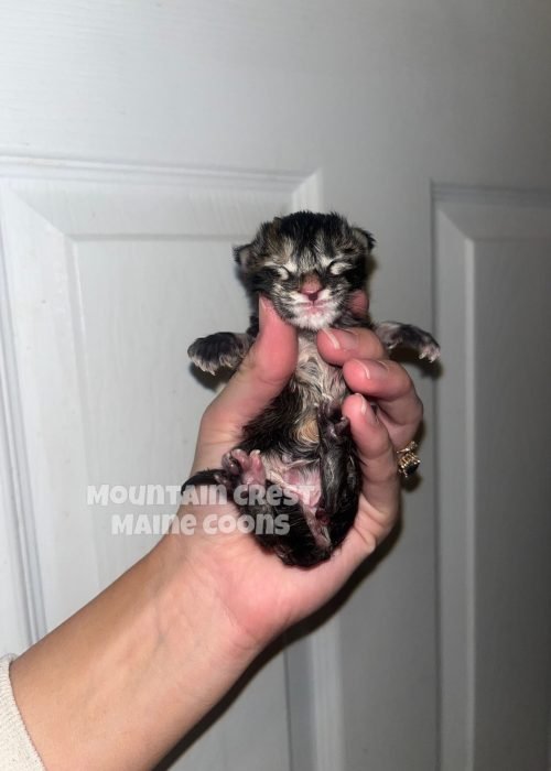 Few Days Old