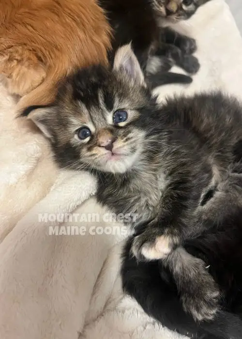 2 Weeks Old