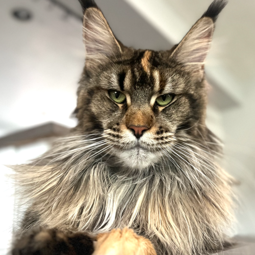 Mom - Chessie