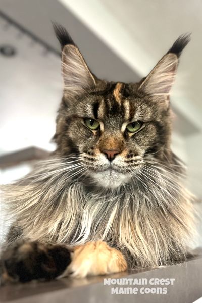 Mom - Chessie