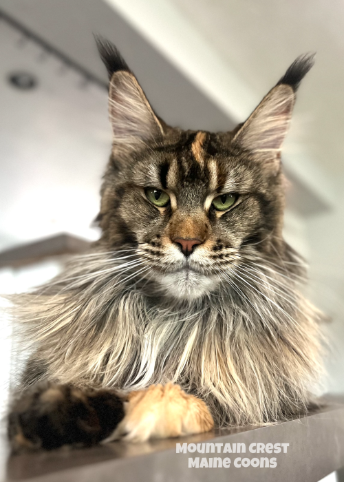 Mom - Chessie