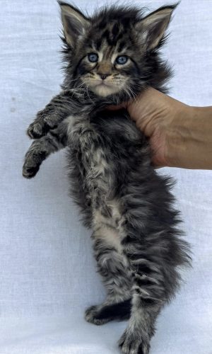 4 Weeks