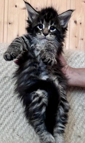 5 Weeks
