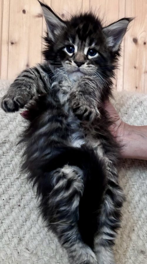 5 Weeks