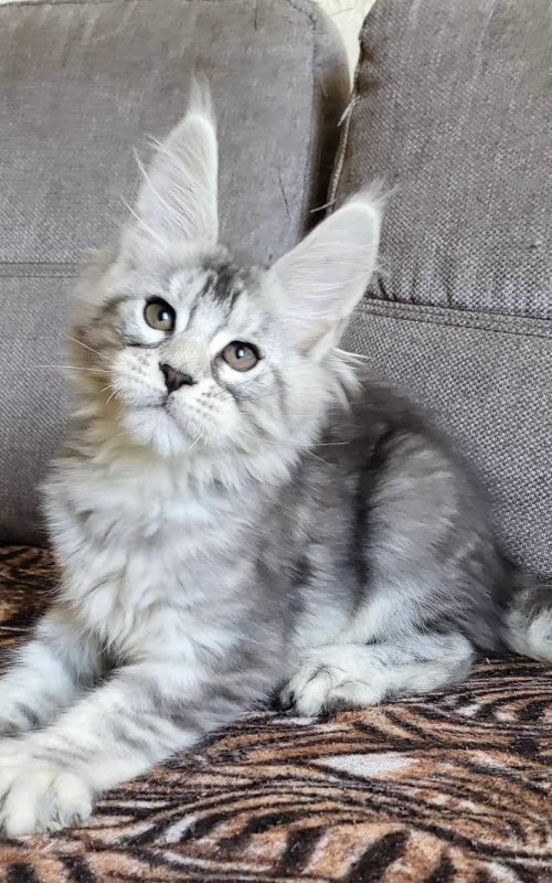 Around 10 weeks