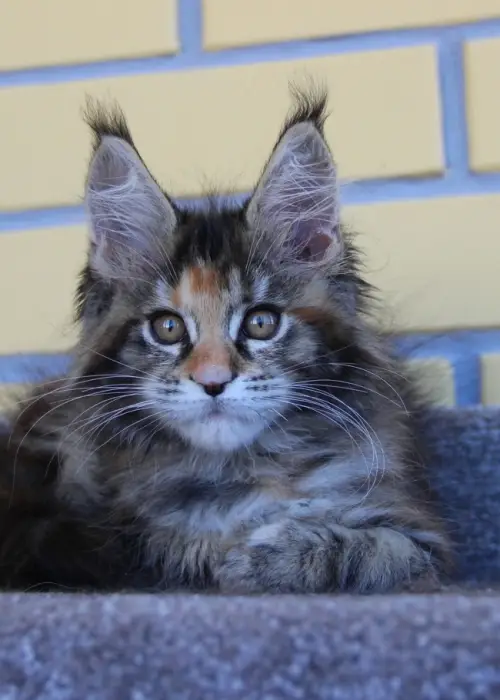Baby Photo
