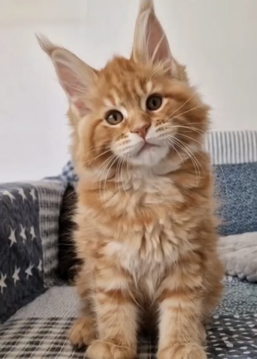3 Months