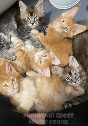 Litter "C" Around 8 weeks old