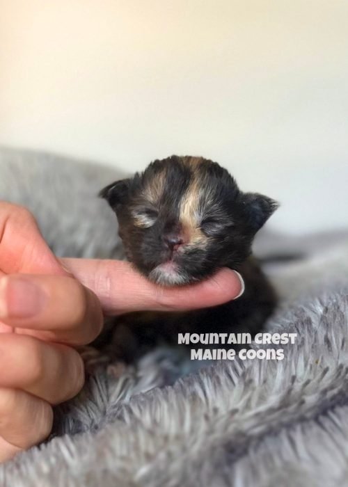 Few Day Old