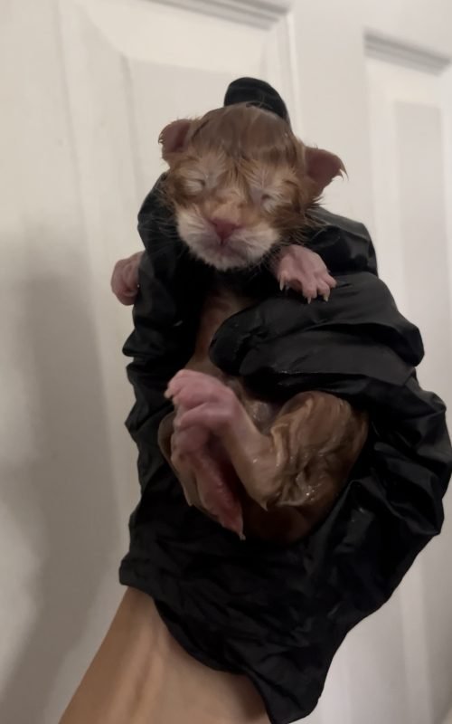 Right After Being Born