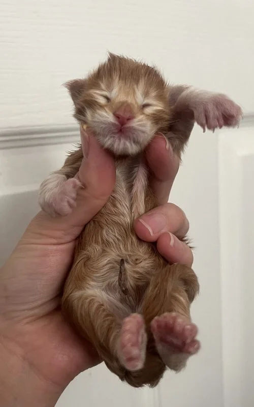 1 Day Old