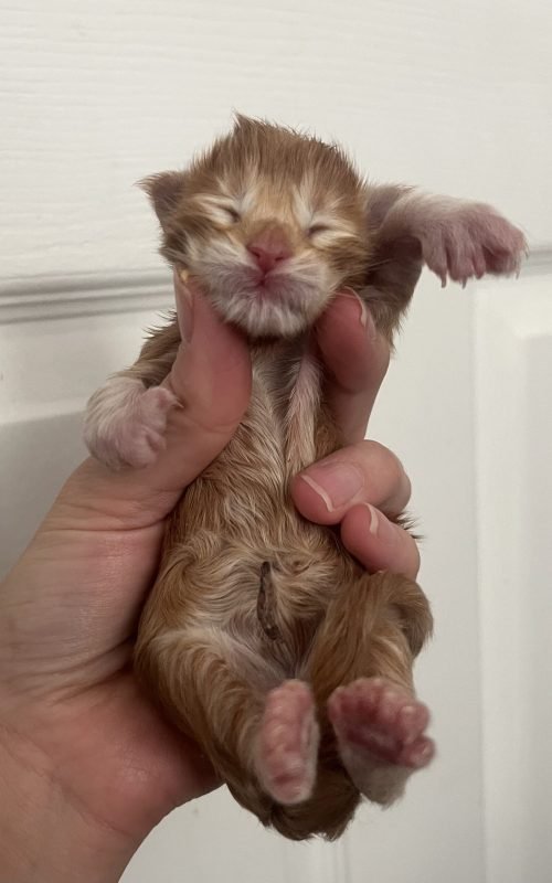 1 Day Old