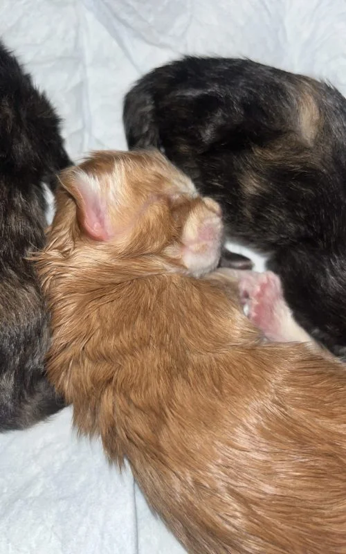 2 Days Old