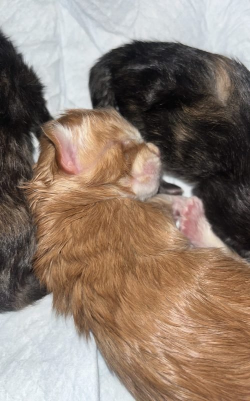 2 Days Old