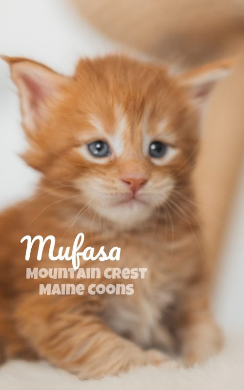 3 Weeks Old