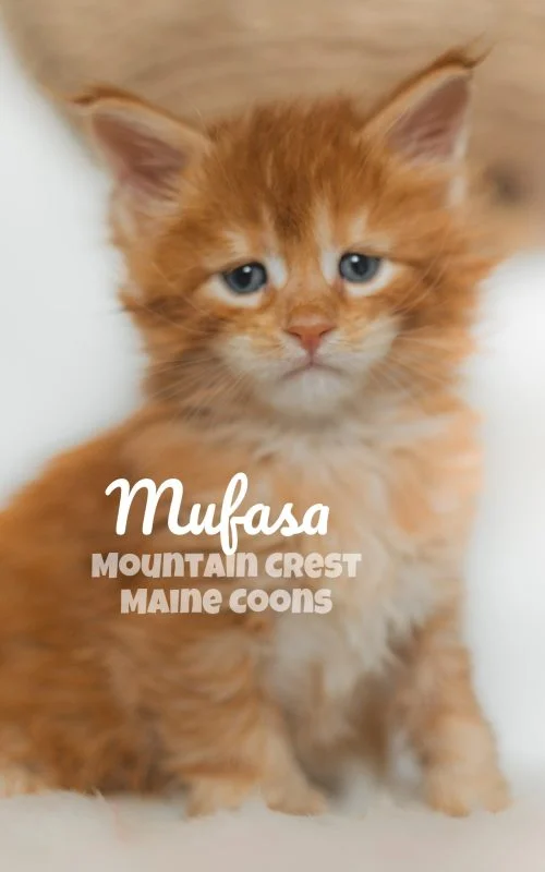 4 Weeks Old