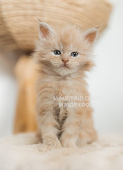 Raw+Golden-Photo--3192