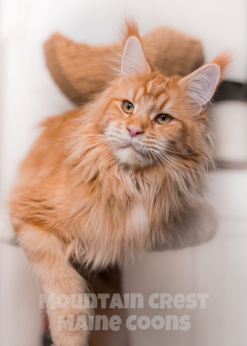 RawGolden-Photo-Co.-9558-4-scaled.jpg