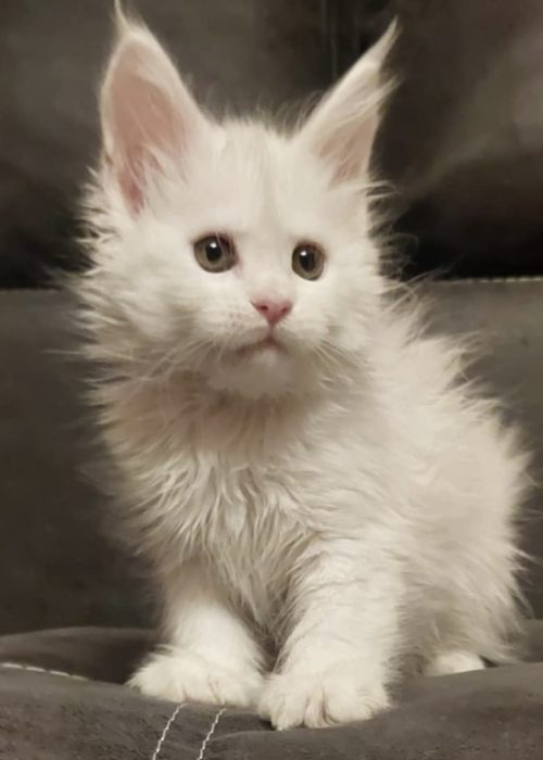 8 Weeks