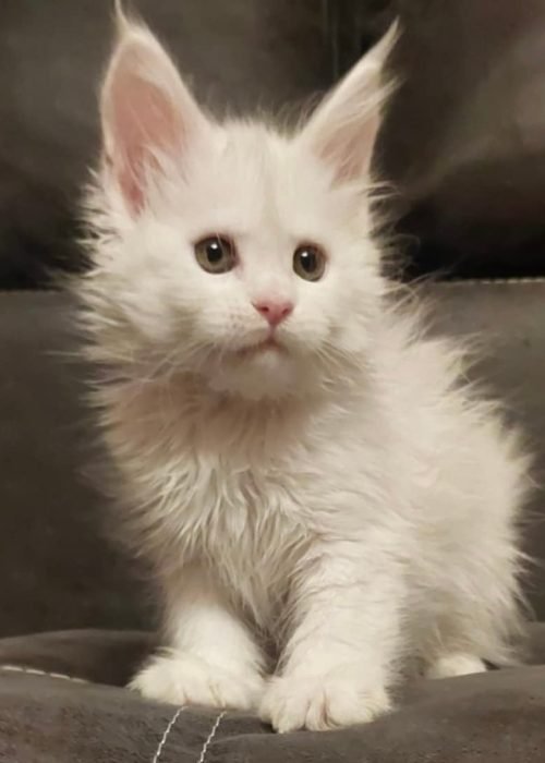 6 weeks